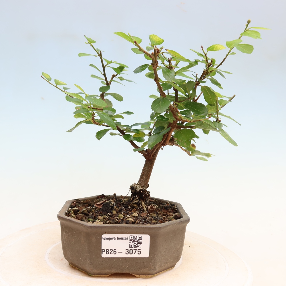 Szobabonsai – Grewia occidentalis – Levendula csillagvirág