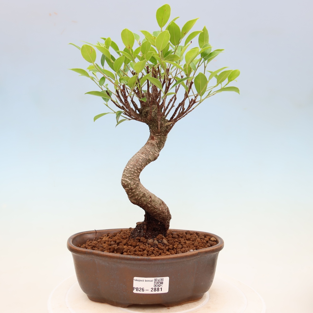 Szobai bonsai - Ficus kimmen - kislevelű fikusz