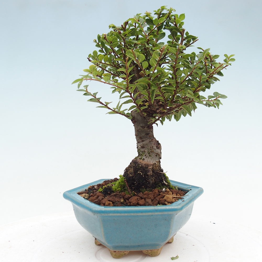 Kültéri bonsai - Ulmus parvifolia Hokkaido - Kínai szil - Ulmus parvifolia Hokkaido