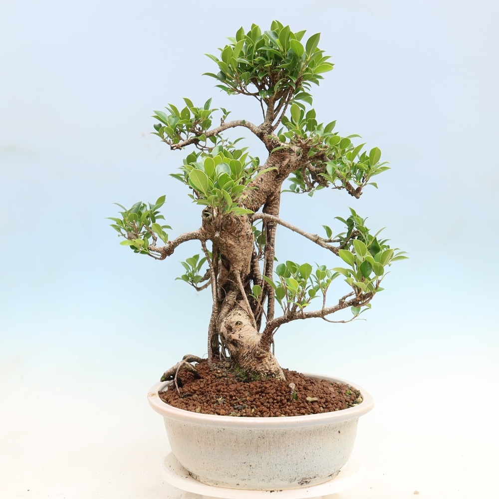 Szobai bonsai - Ficus kimmen - kislevelű fikusz