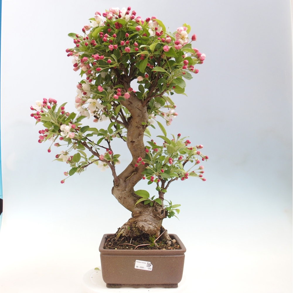 Kültéri bonsai -Malus halliana - Kis gyümölcsű almafa