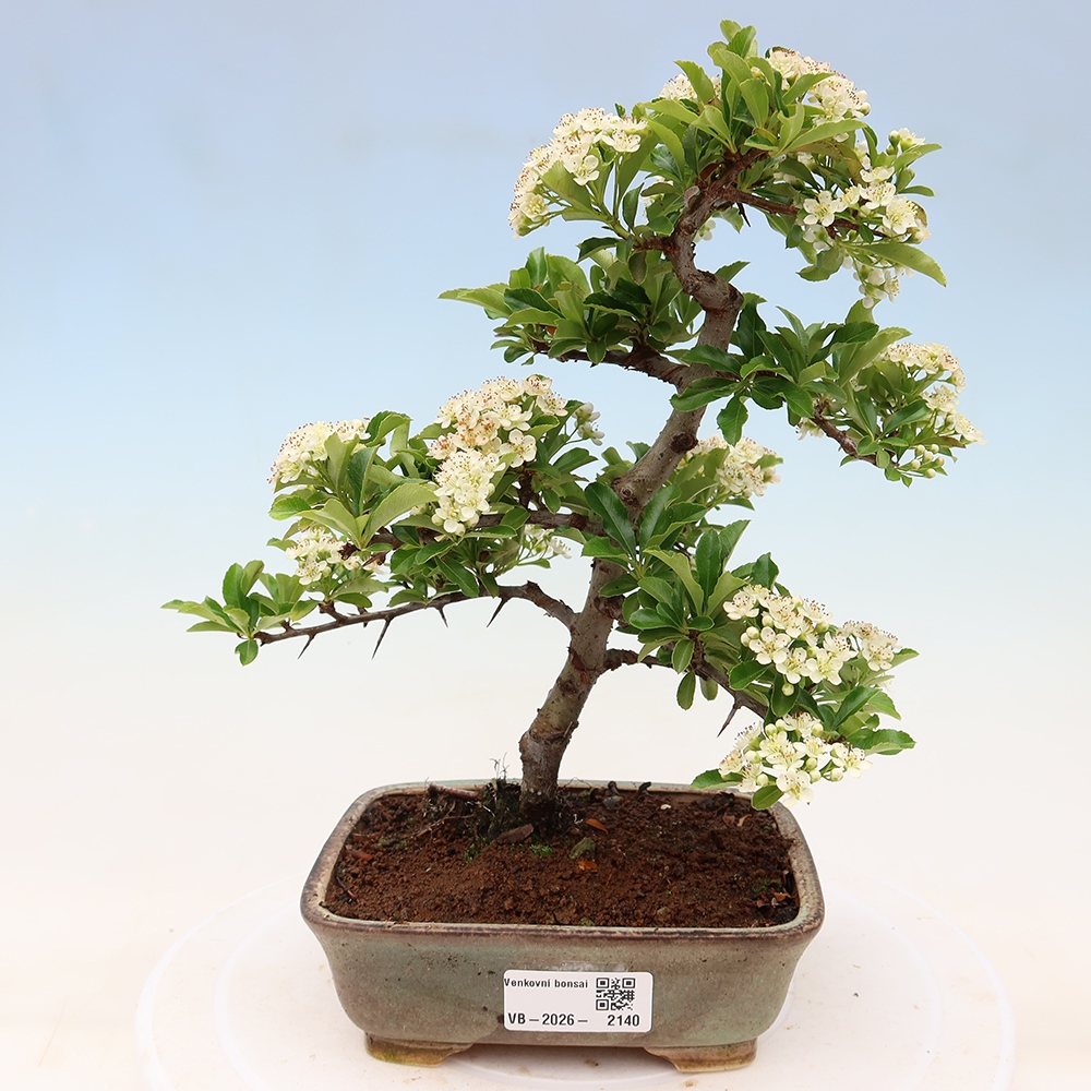 Kültéri bonsai – Pyracantha teton – Vörös tűszem