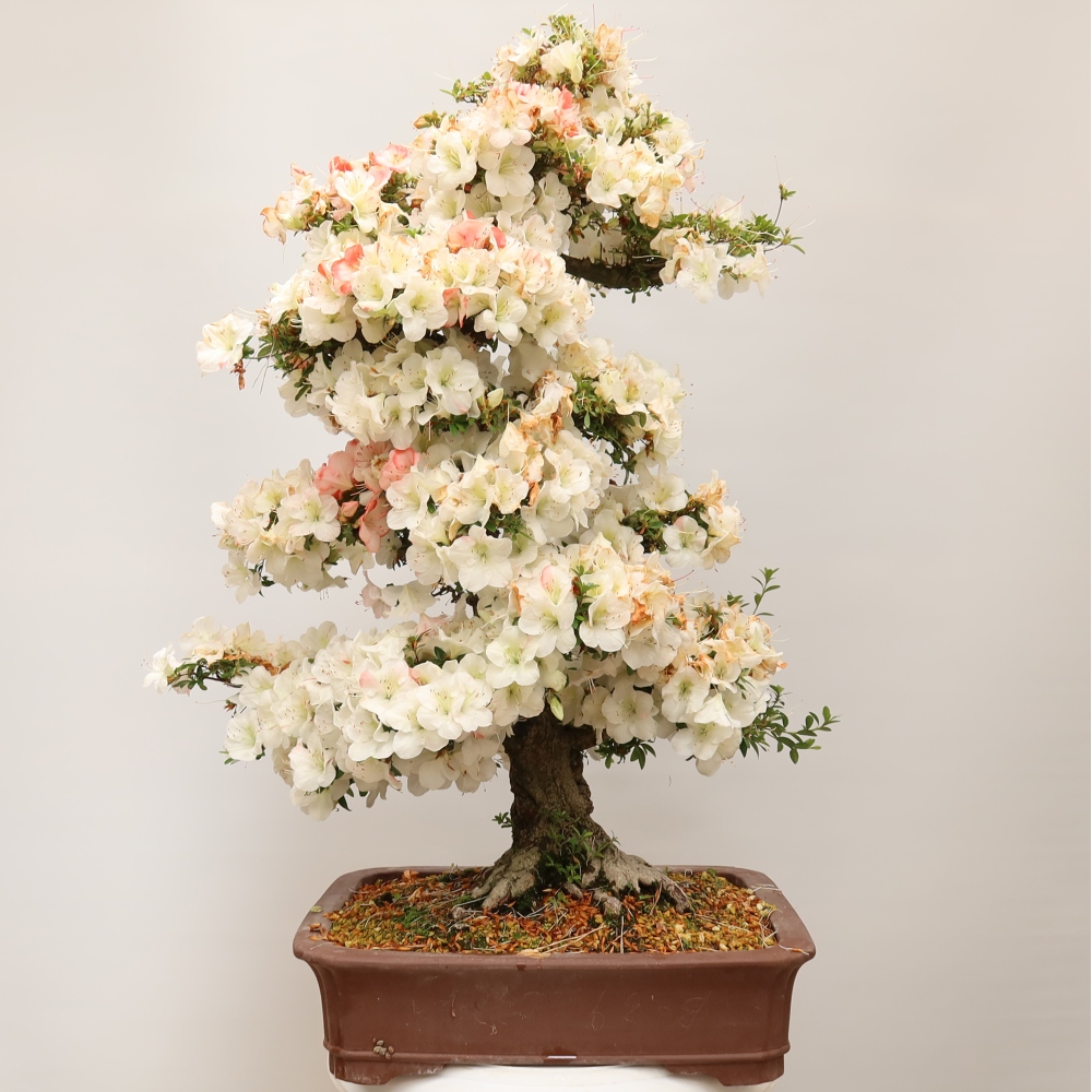 Kültéri bonsai - Japán azálea - Azalea Tochizumi
