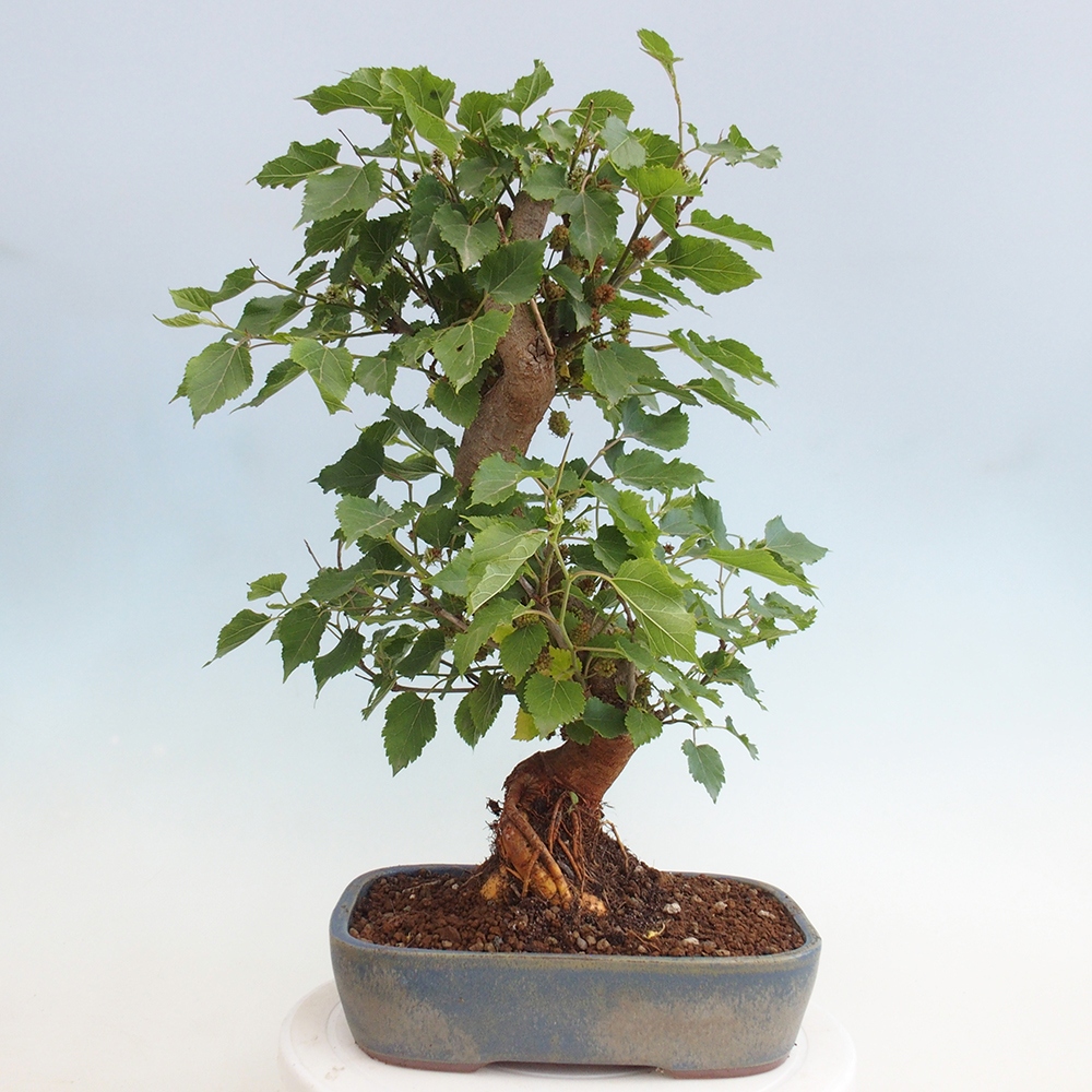 Kültéri bonsai -Morus alba - eperfa