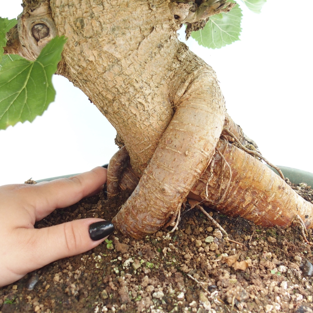 Kültéri bonsai -Morus alba - eperfa