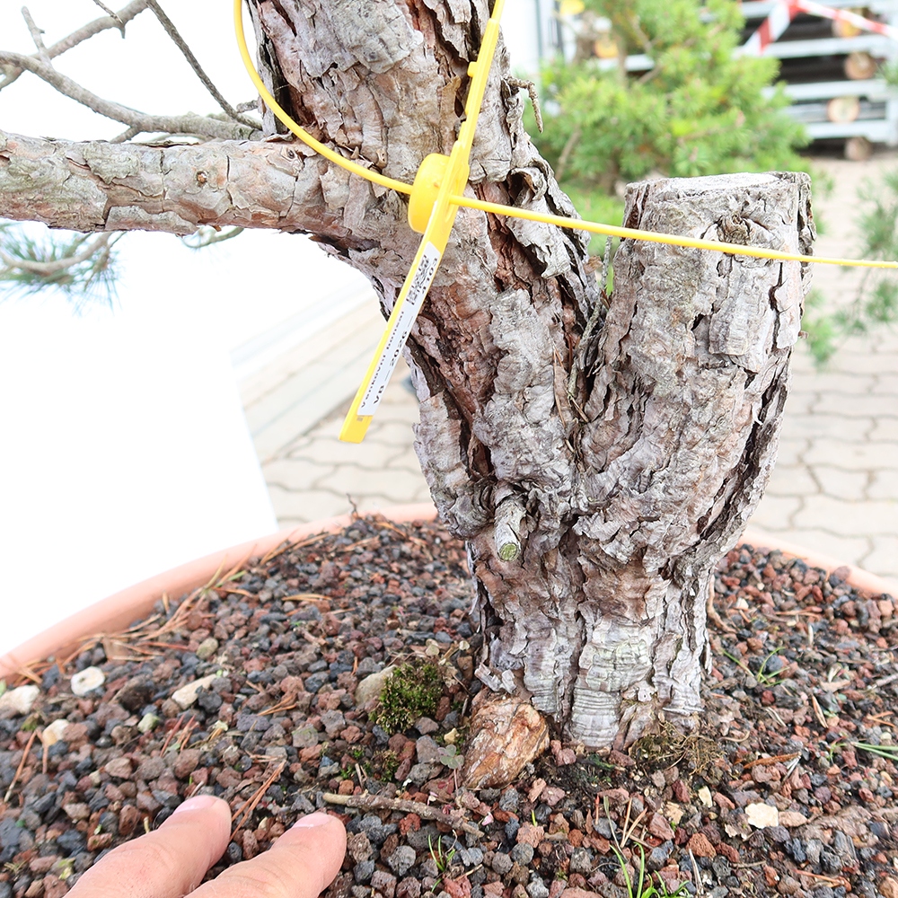 Pinus sylvestris Spanyolország – erdei fenyő