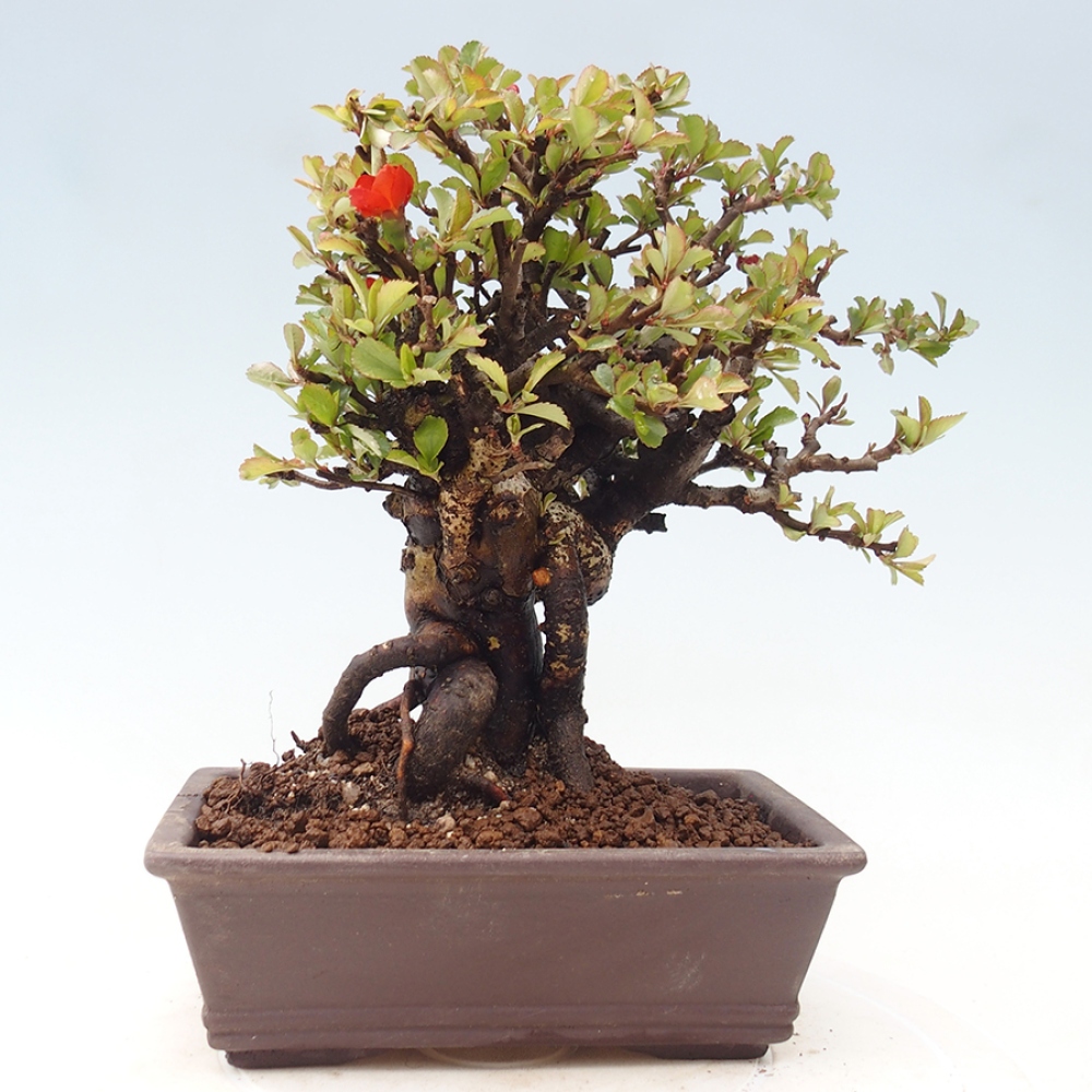 Kültéri bonsai - Chaneomeles speciosa - birs