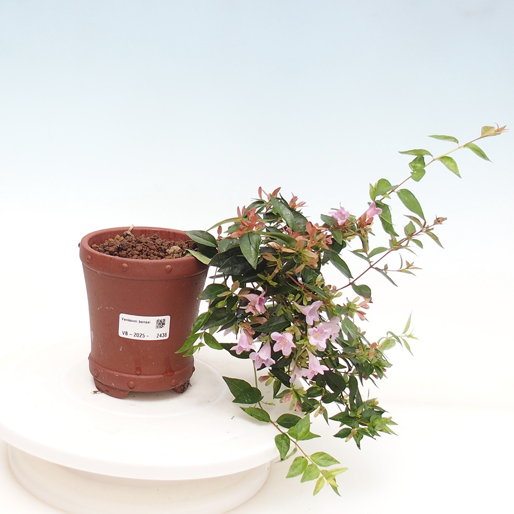 Kültéri bonsai - Abelia Grandiflora - Abelia grandiflora