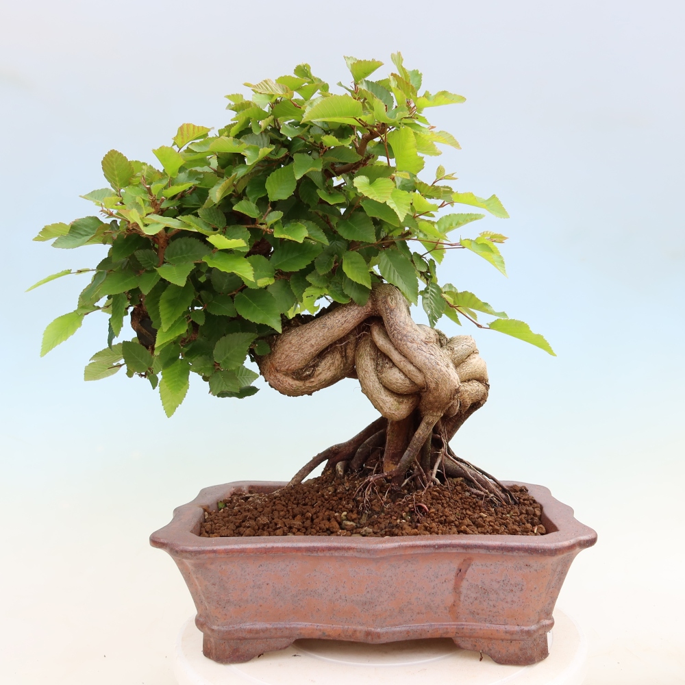 Kültéri bonsai -Carpinus Coreana - Koreai gyertyánfa