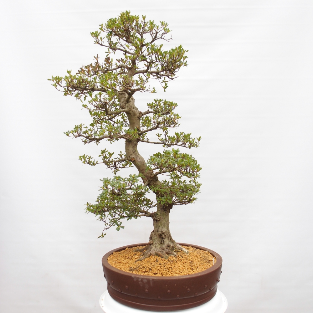 Kültéri bonsai - Japán azálea - Azalea Ai-no-Tsuki