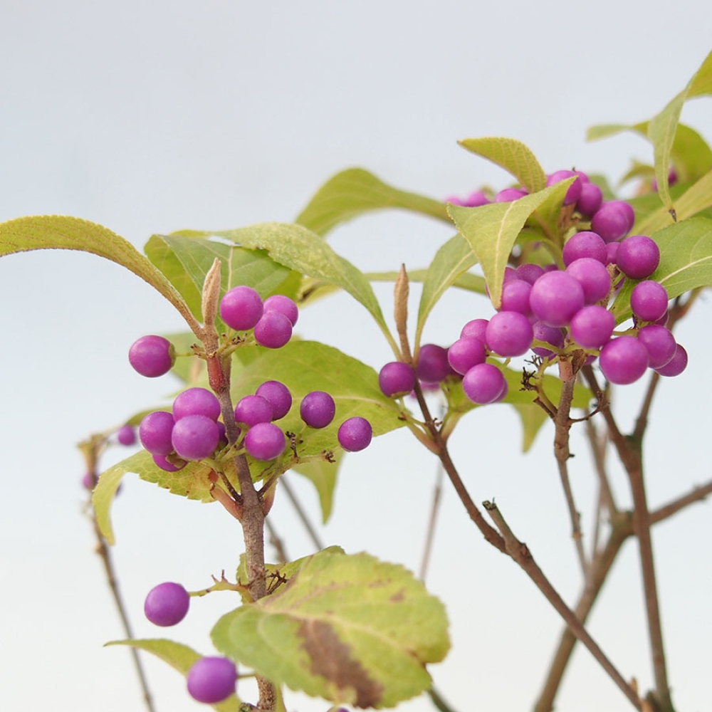 Kültéri bonsai - Callicarpa bodinierova bodinierova profusion