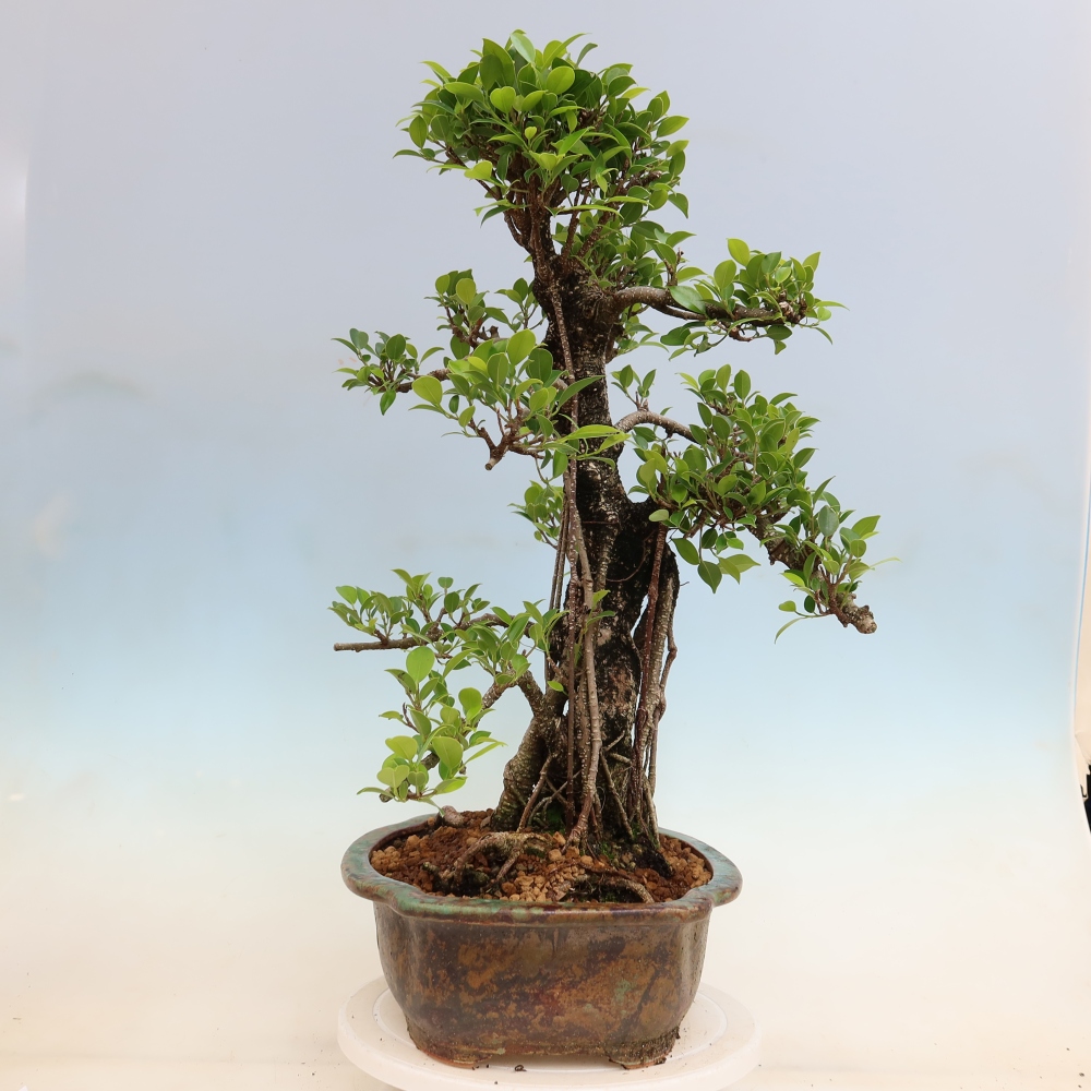 Szobai bonsai - Ficus kimmen - kislevelű fikusz
