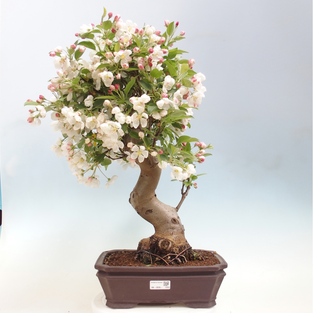 Kültéri bonsai -Malus halliana - Kis gyümölcsű almafa