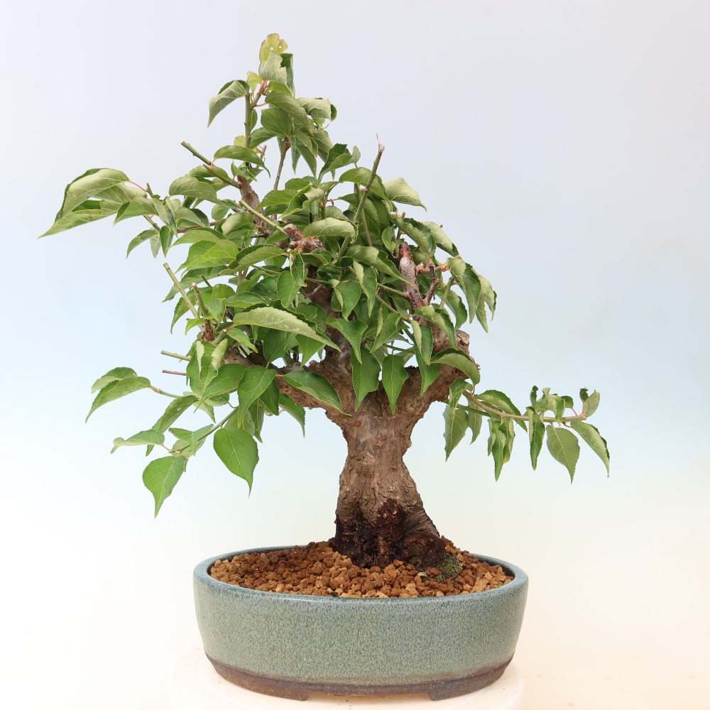 Kültéri bonsai – Japán barack – Prunus Mume