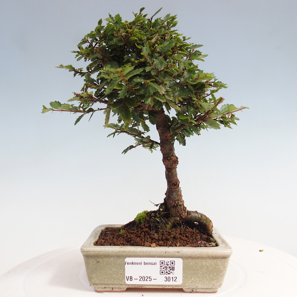 Kültéri bonsai - Ulmus parvifolia Sagei - Kislevelű szilfa