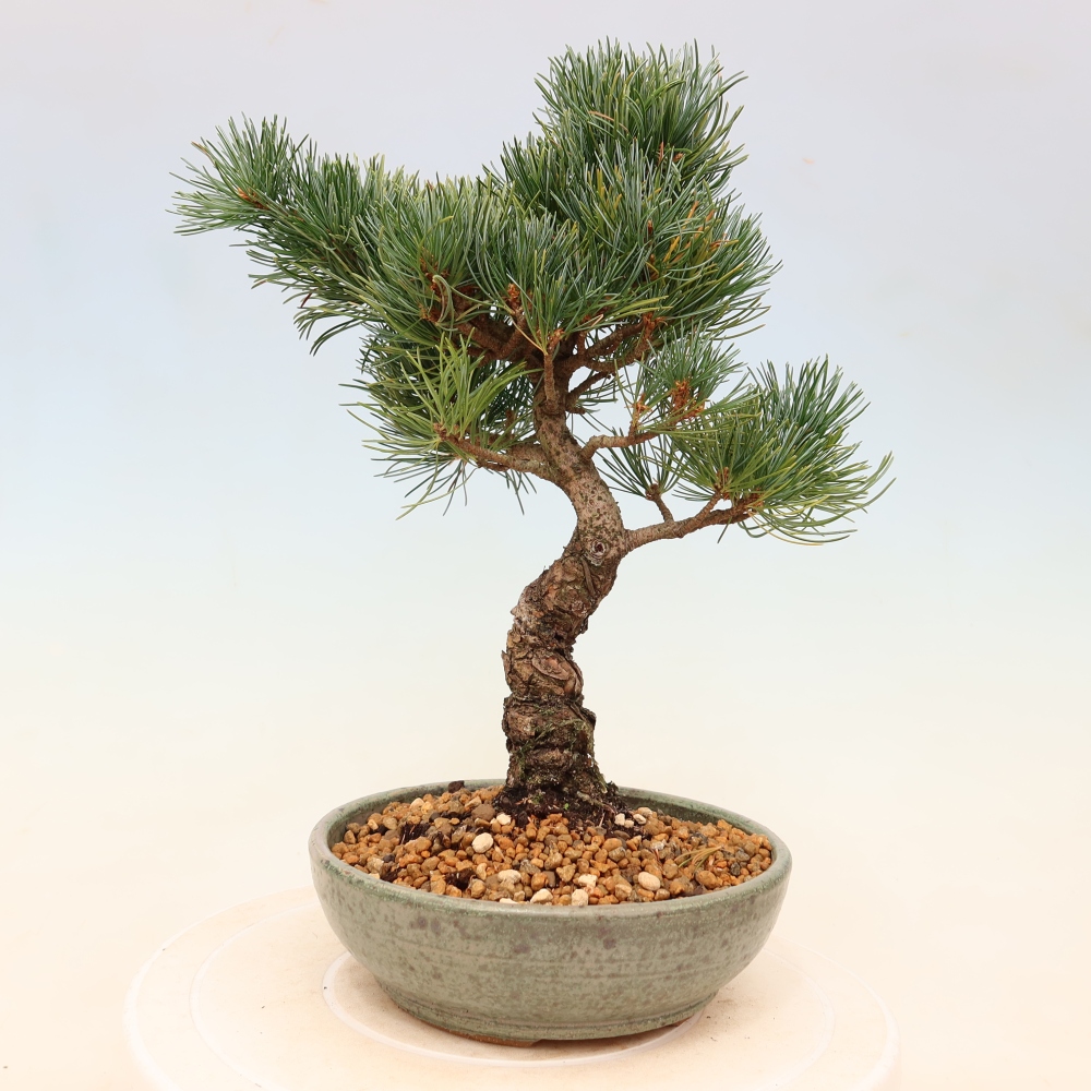 Kültéri bonsai - Pinus parviflora - Pinus parviflora