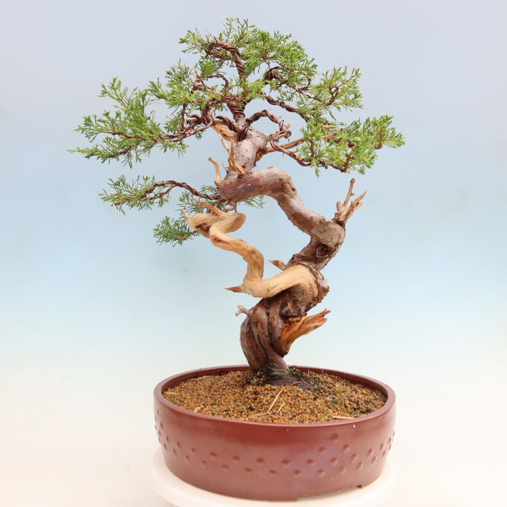 Kültéri bonsai - Juniperus chinensis Itoigawa-Juniperus chinensis