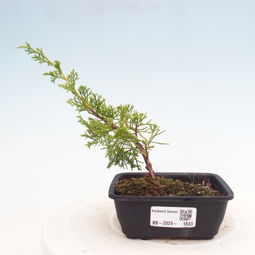 Kültéri bonsai - Juniperus chinensis Itoigawa