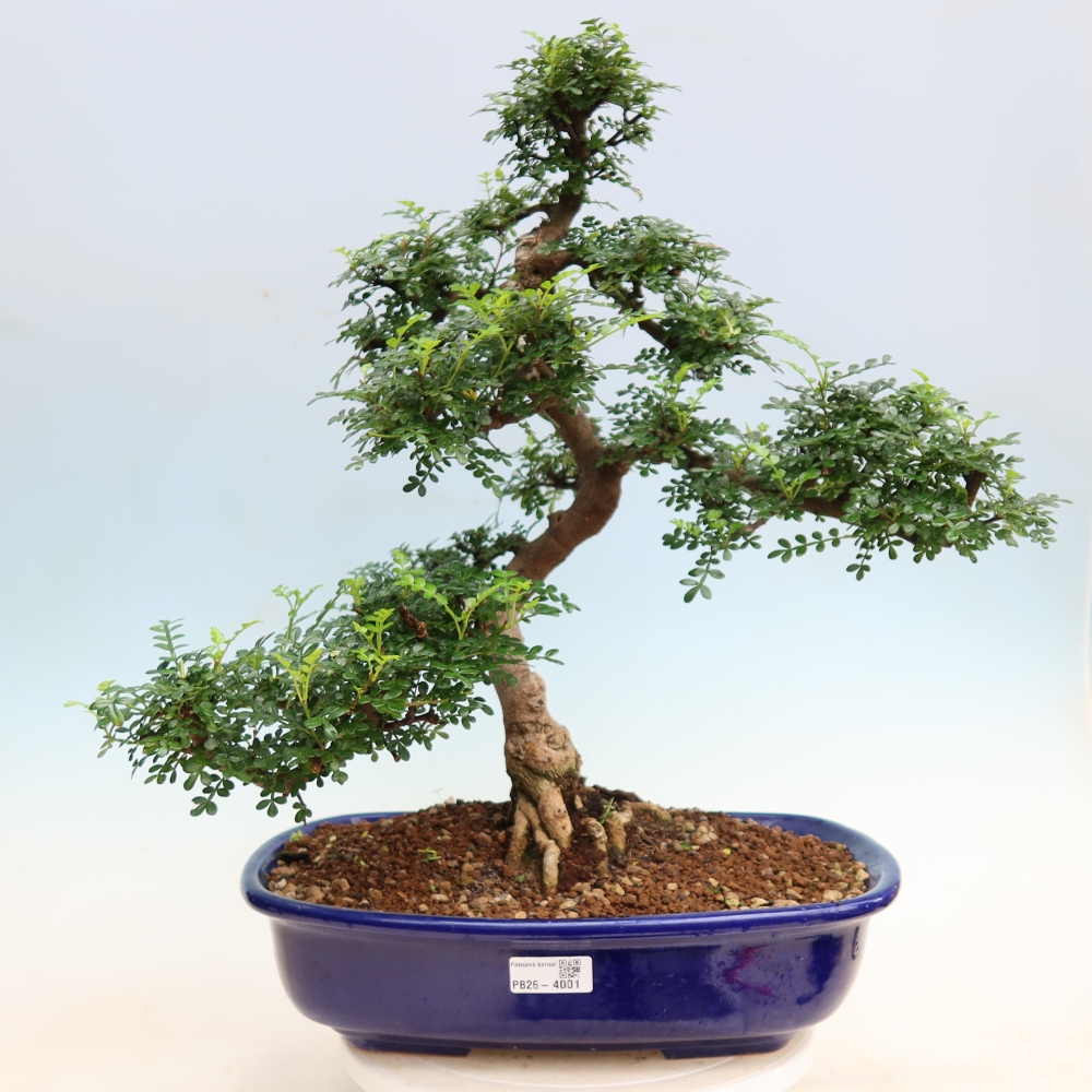 Szobai bonsai - Zantoxylum piperitum - borsfa