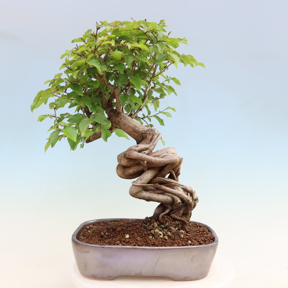 Kültéri bonsai -Carpinus Coreana - Koreai gyertyánfa