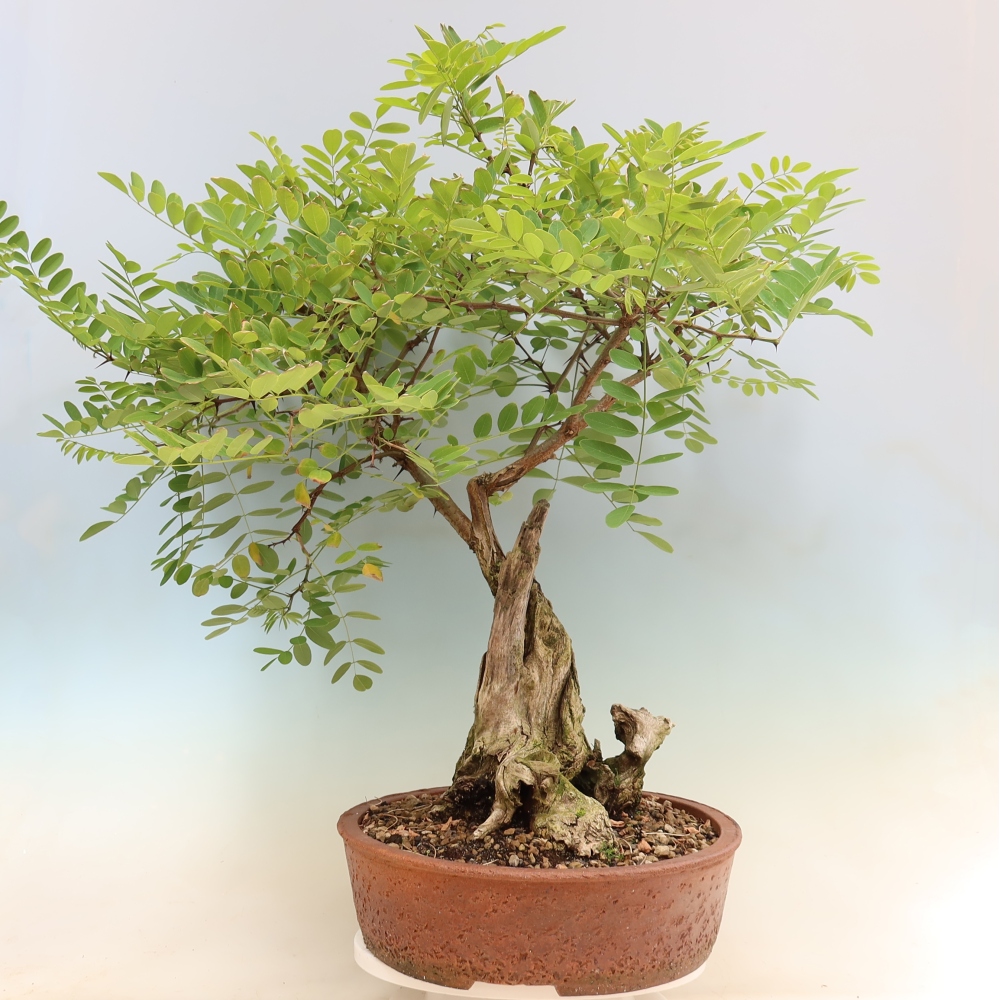 Kültéri bonsai - Tüskés akác - Robinia pseudoacacia