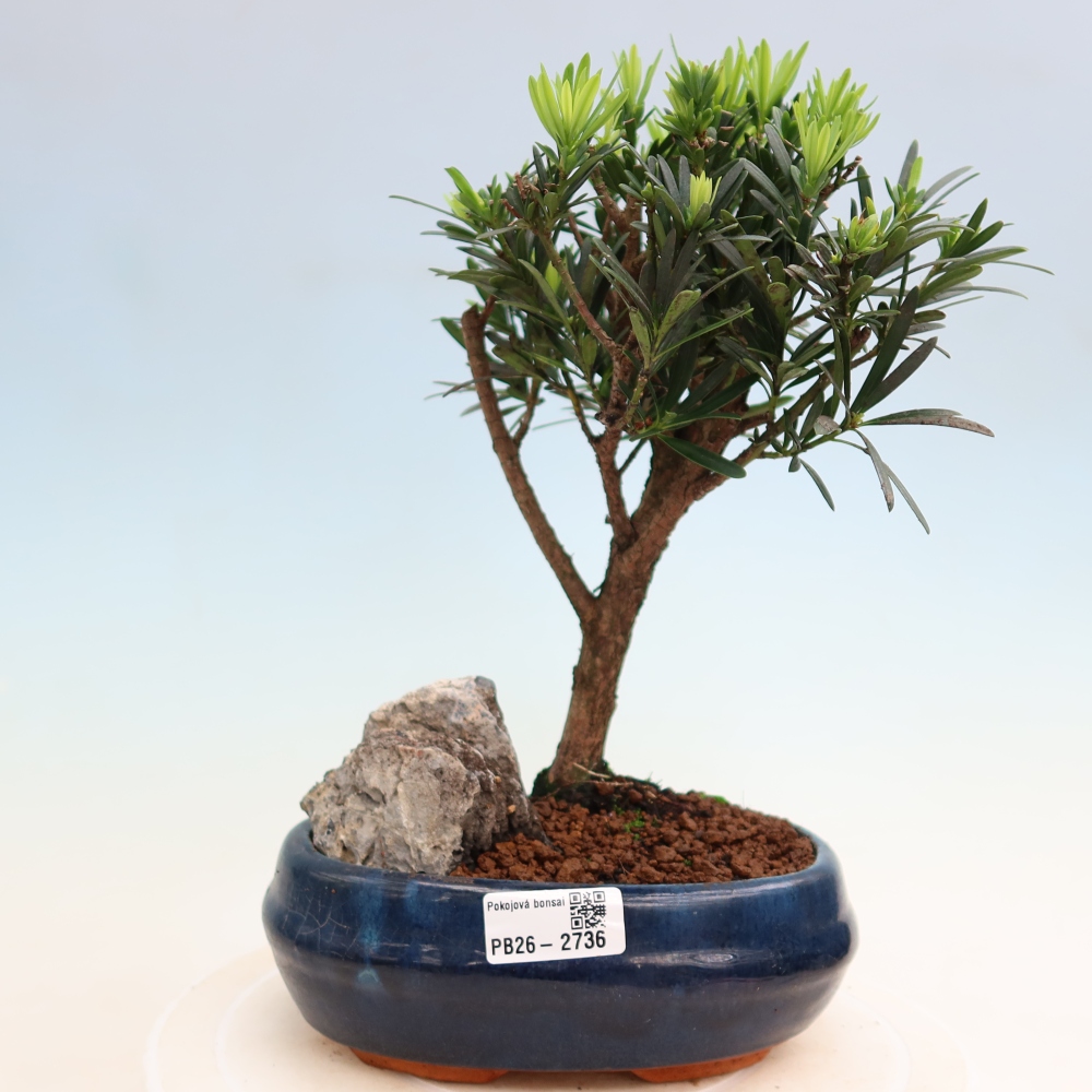 Szobai bonsai - Podocarpus - Kőtiszafa