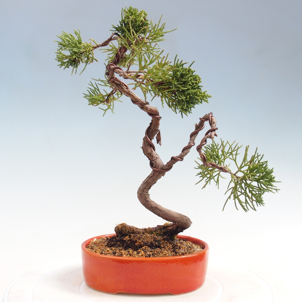 Kültéri bonsai - Juniperus chinensis Kishu