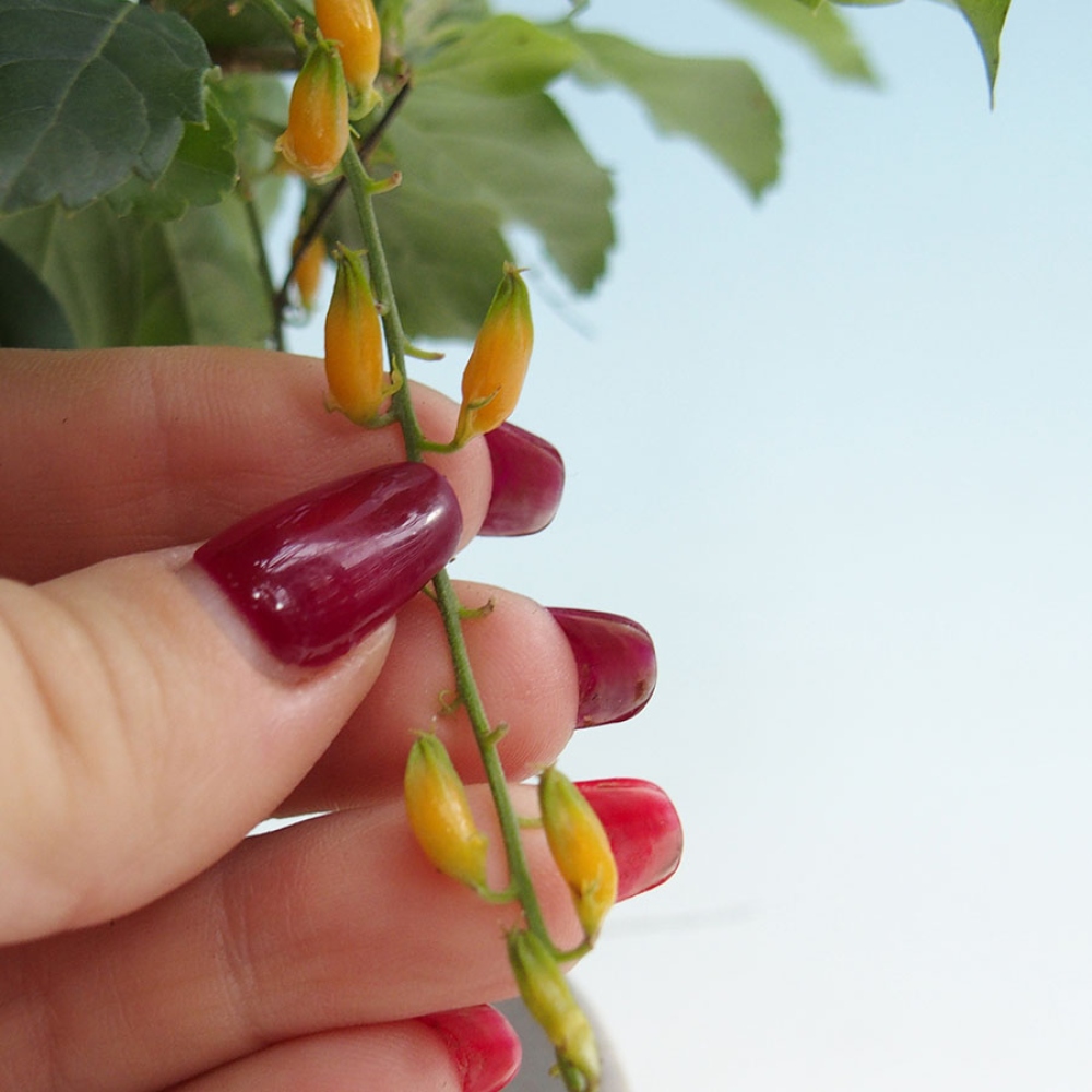 Szobai bonsai - Duranta erecta Aurea