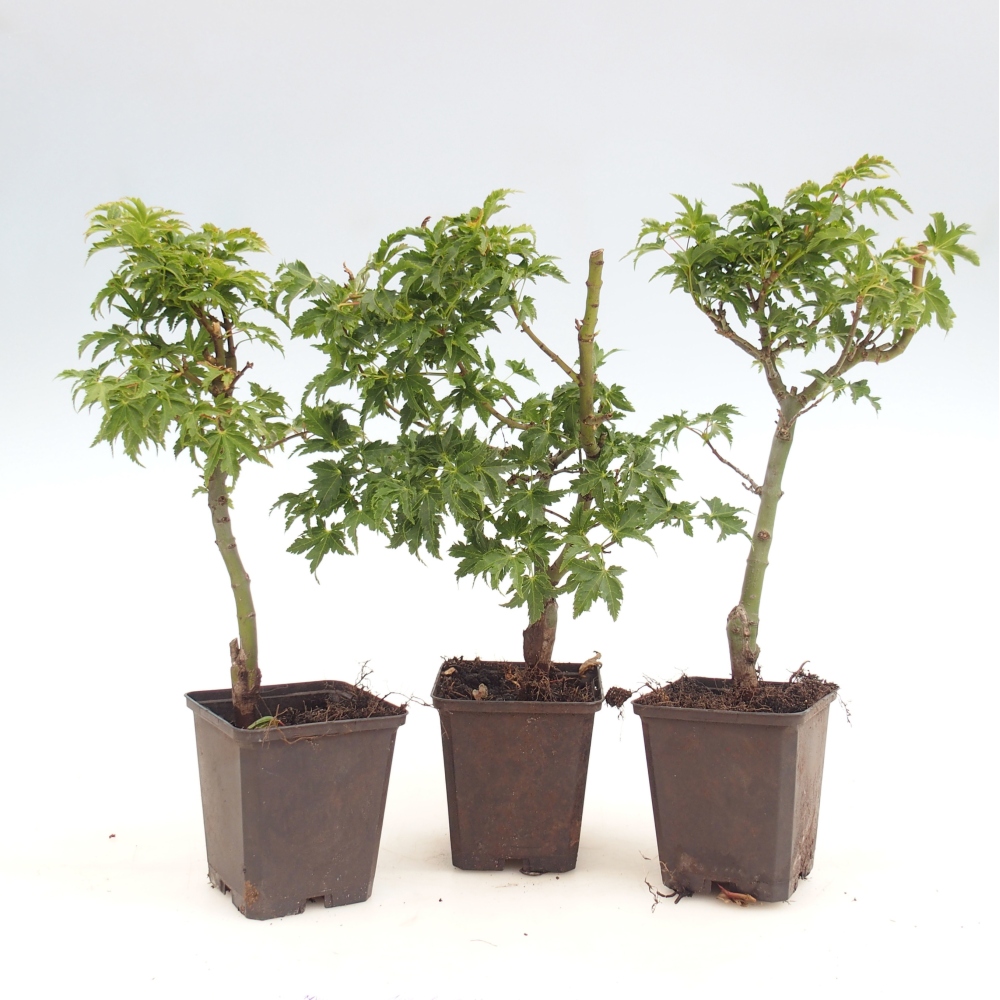 Kültéri bonsai -Javor palmate - Acer palmatum Shishigashira konténerben