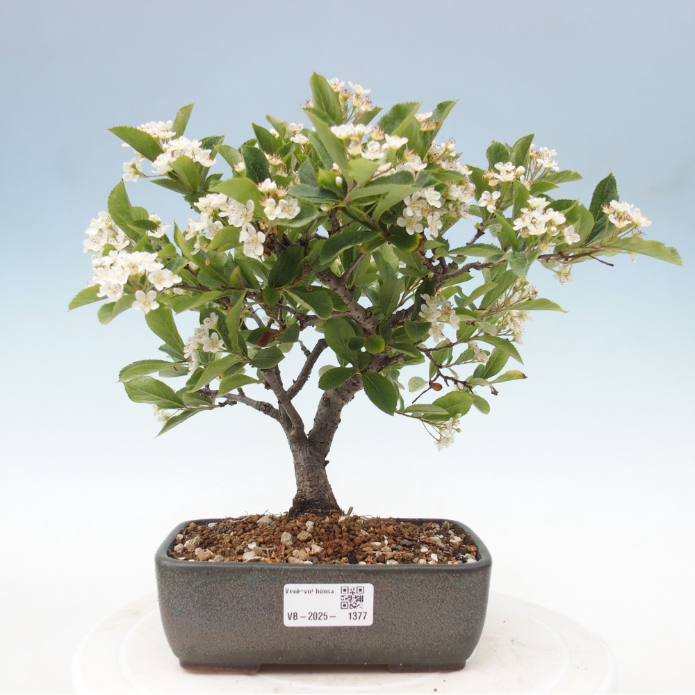Kültéri bonsai - Photinia villosa