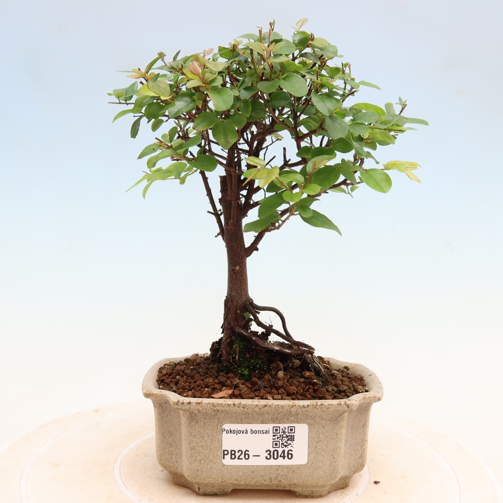 Szobai bonsai - Sageretia thea - Sageretia thea