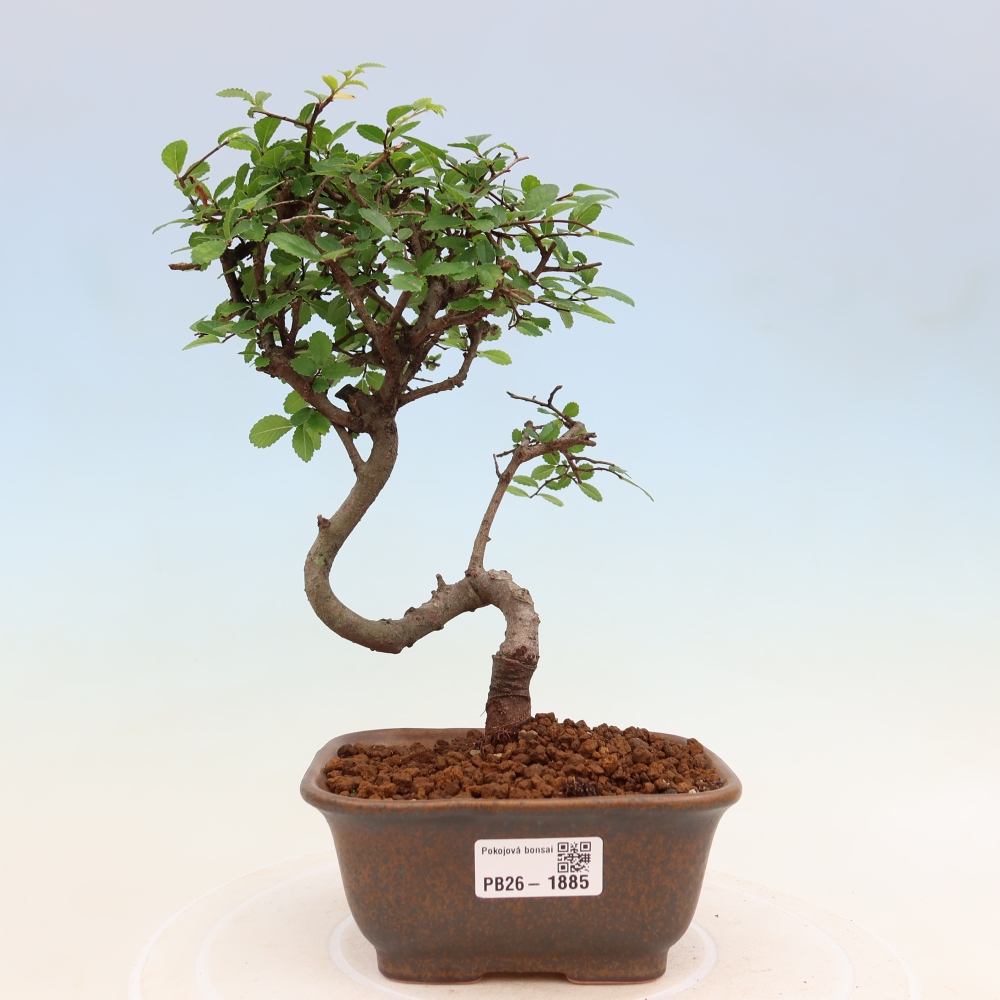 Szobai bonsai - Ulmus parvifolia - Kislevelű szilfa