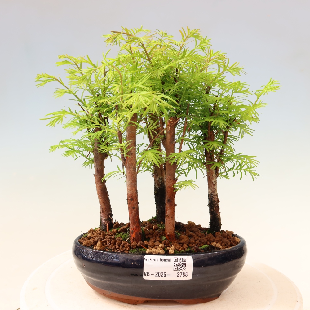 Kültéri bonsai – Metasequoia glyptostroboides – kínai metasequoia – kis erdő