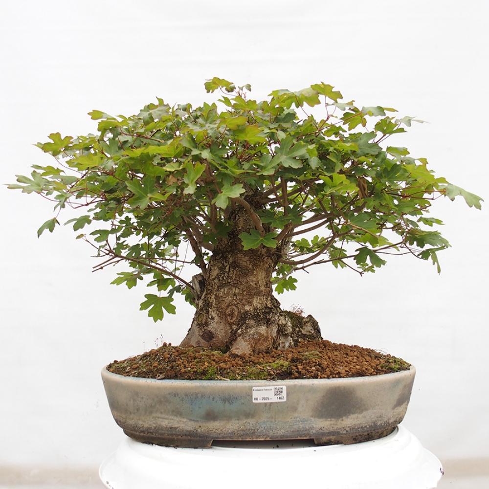 Kültéri bonsai -Javor babyka - Acer campestre