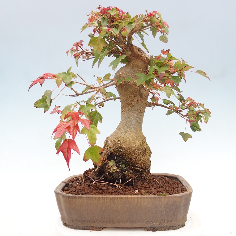 Kültéri bonsai - Acer Buergerianum - Burger juhar