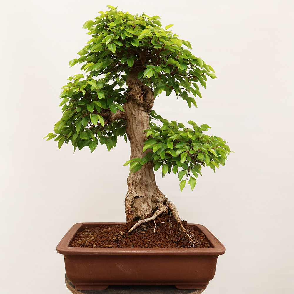 Kültéri bonsai -Carpinus Coreana - Koreai gyertyánfa