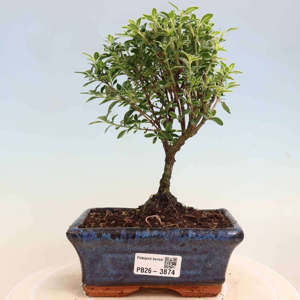 Szobai bonsai - Serissa foetida Variegata - Az ezer csillag fája
