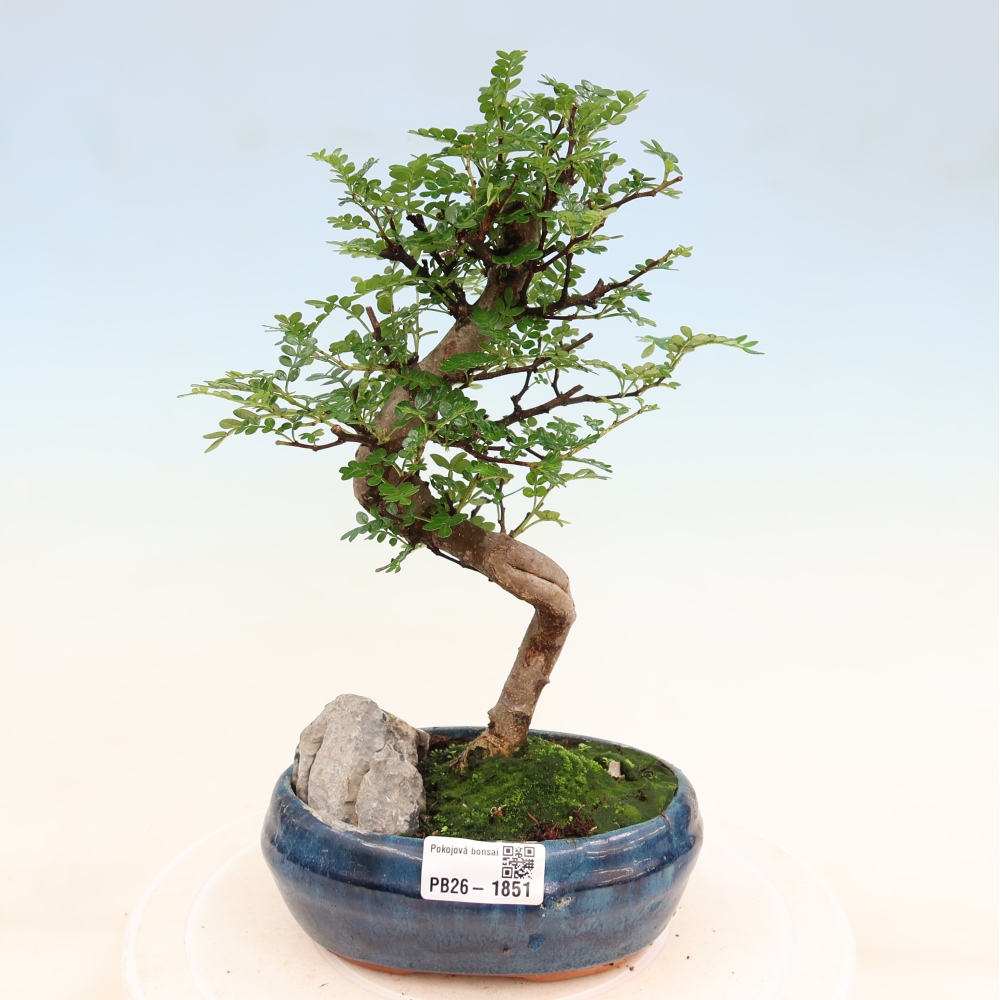 Szobai bonsai - Zantoxylum piperitum - borsfa
