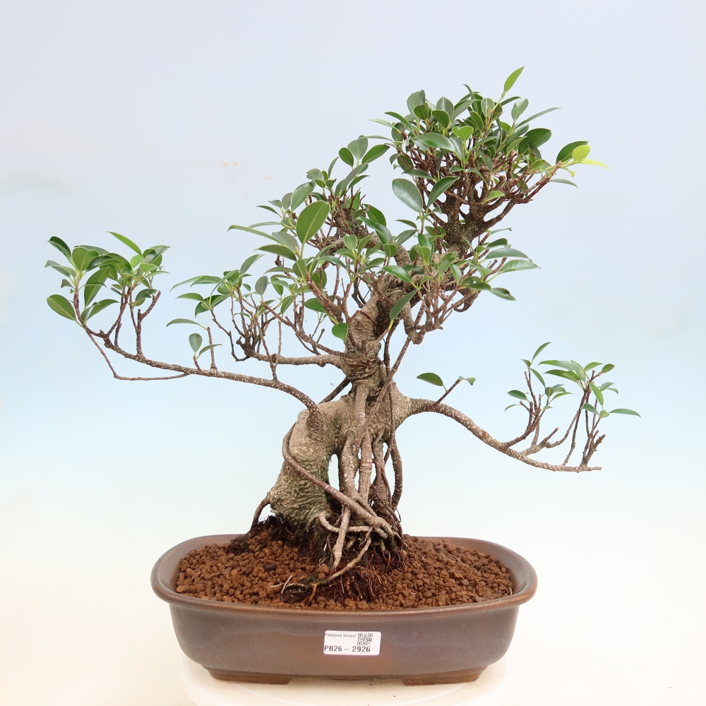 Szobai bonsai - Ficus kimmen - kislevelű fikusz