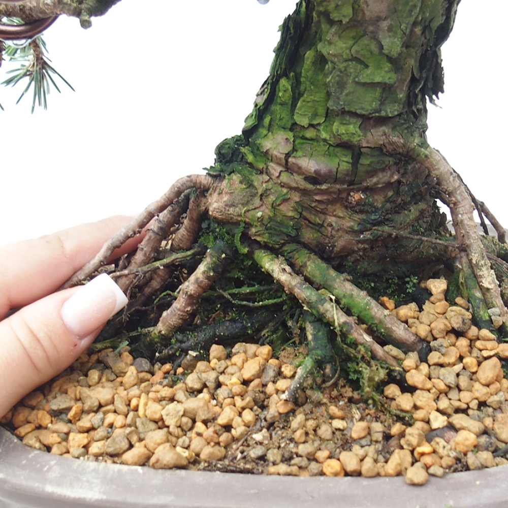 Kültéri bonsai - Pinus thunbergii Kotobuki - Thunberg fenyő