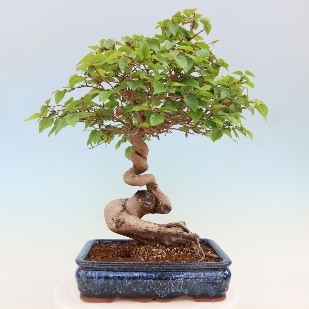 Kültéri bonsai -Carpinus Coreana - Koreai gyertyánfa