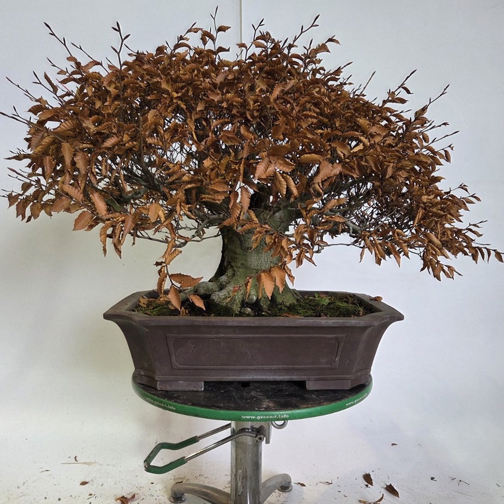 Kültéri bonsai - Fagus crenata