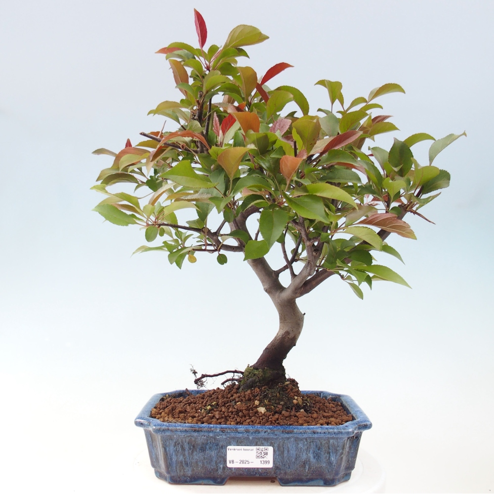 Kültéri bonsai -Malus domestica - Kis gyümölcsű piros levelű almafa
