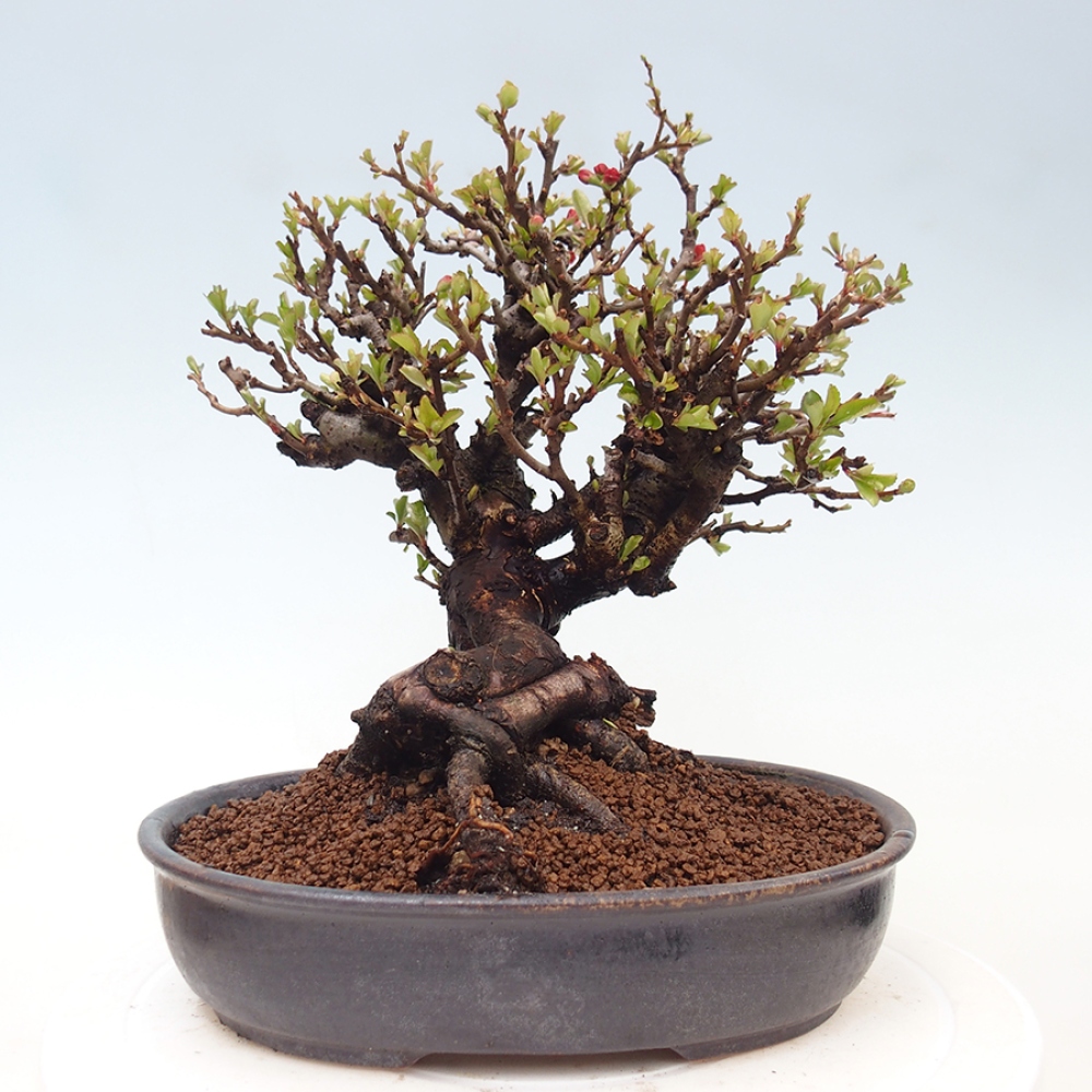 Kültéri bonsai - Chaneomeles speciosa - birs
