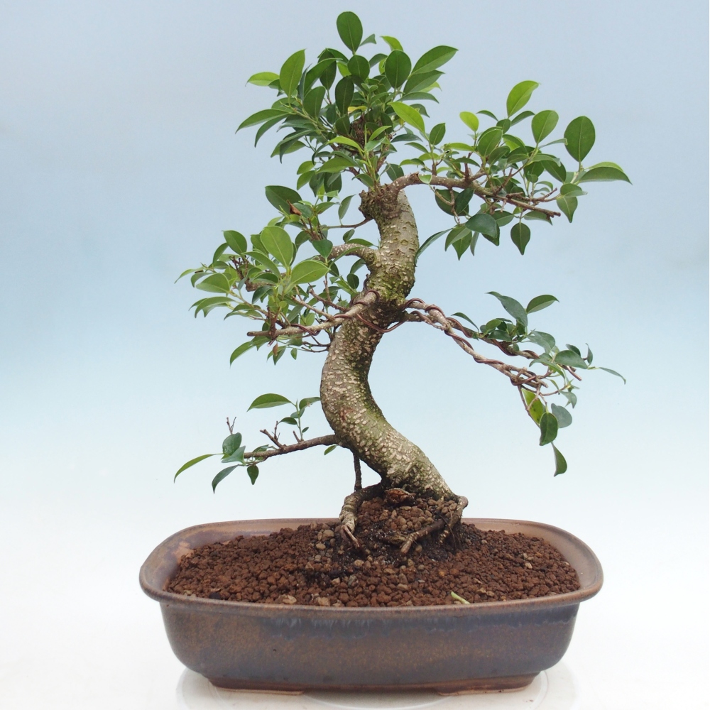 Szobai bonsai - Ficus retusa - kislevelű fikusz