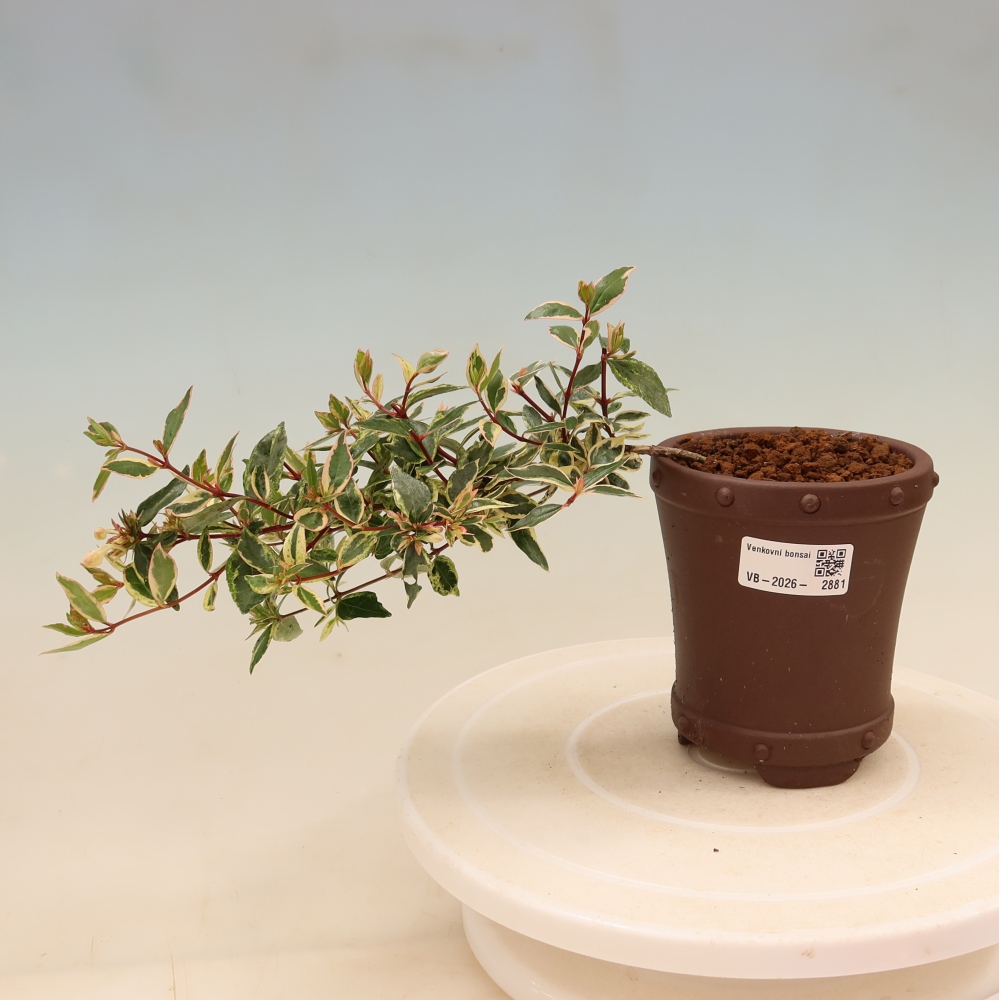 Kültéri bonsai – Abelia gr. Confetti – Nagyvirágú abélia