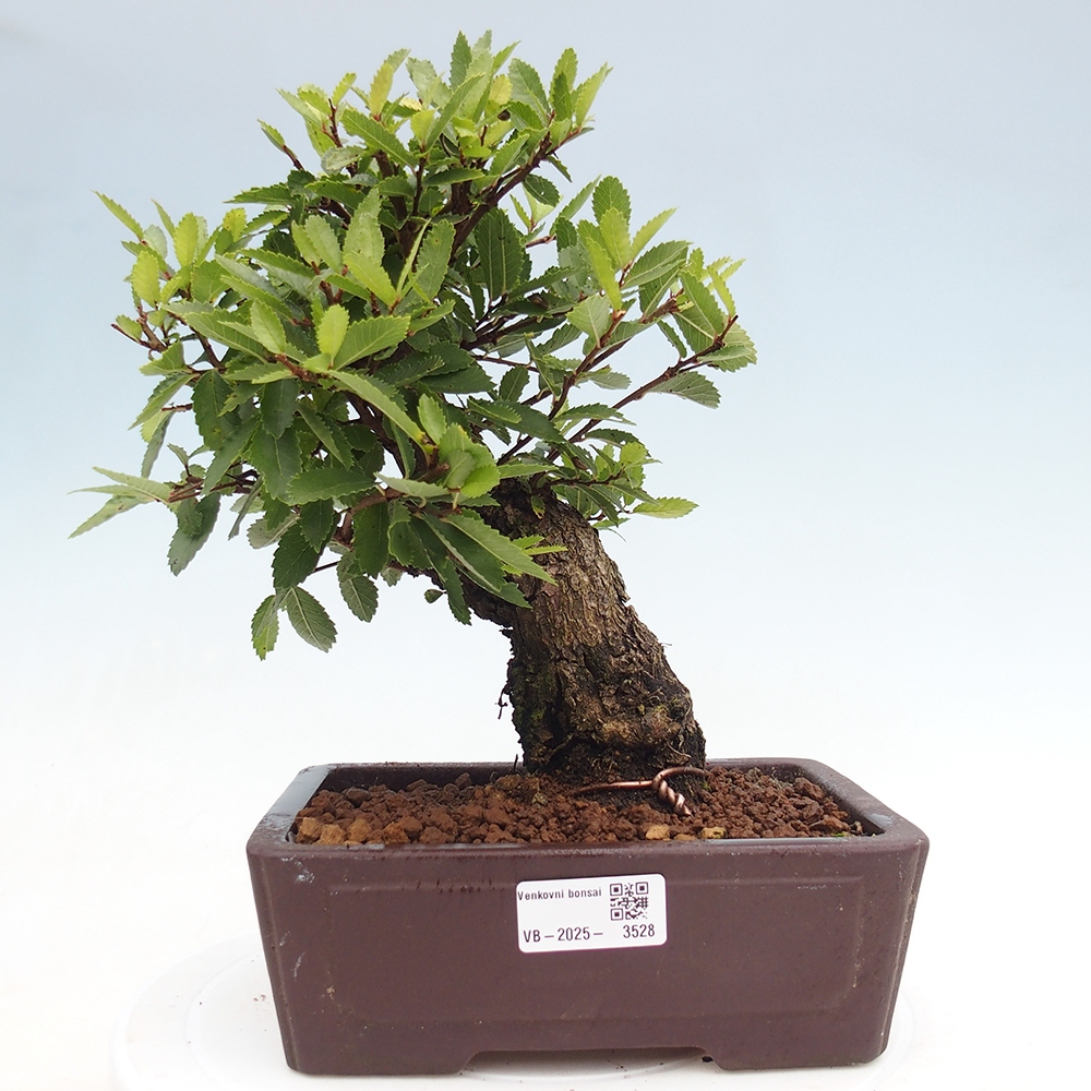 Kültéri bonsai - Zelkova - Zelkova NIRE