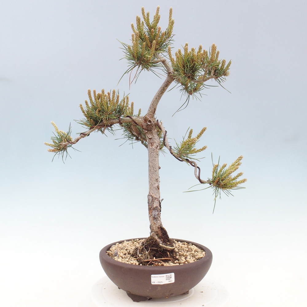 Kültéri bonsai - Pinus Sylvestris Watererri - erdeifenyő