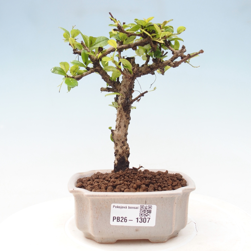 Szobai bonsai - Carmona macrophylla - Tea fuki