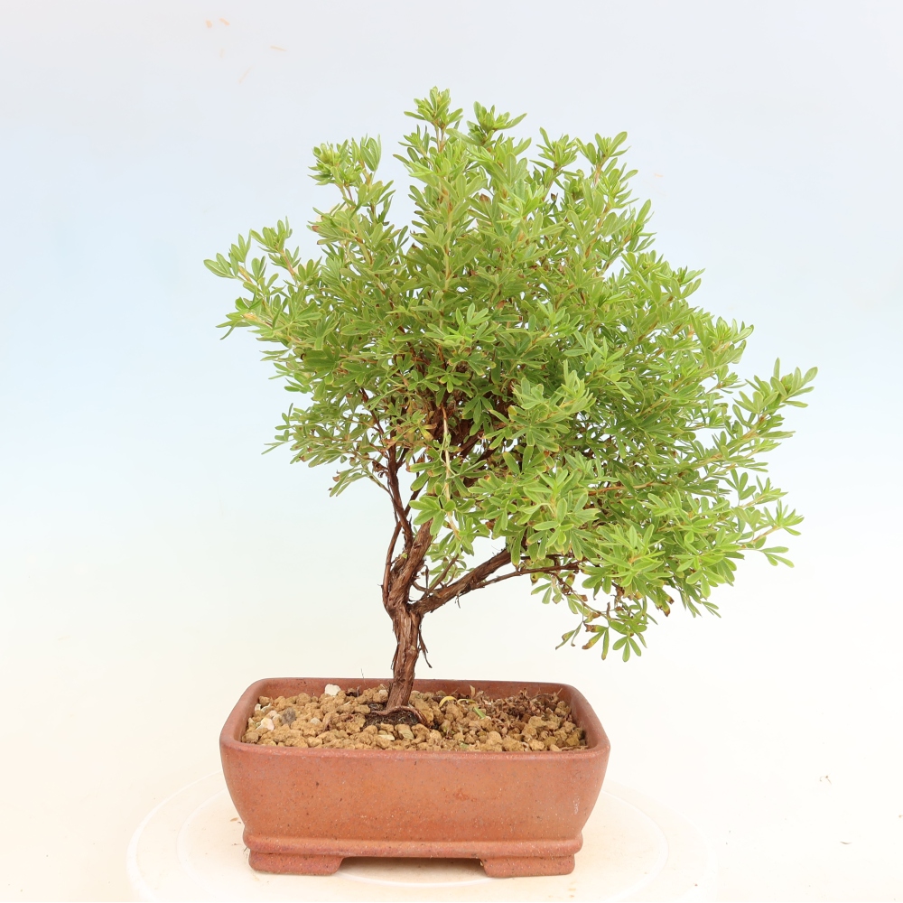 Kültéri bonsai – Cserjés potentilla – Potentilla fruticosa Bellissima